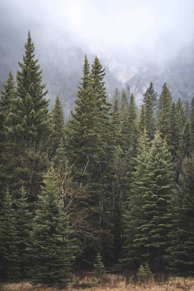 nature, forests, trees, pine, fog, clouds, white
