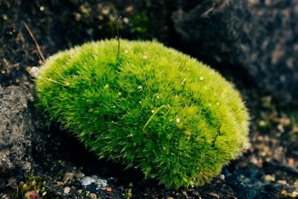 Lush green moss growing on rocks, showcasing nature's vibrant textures.