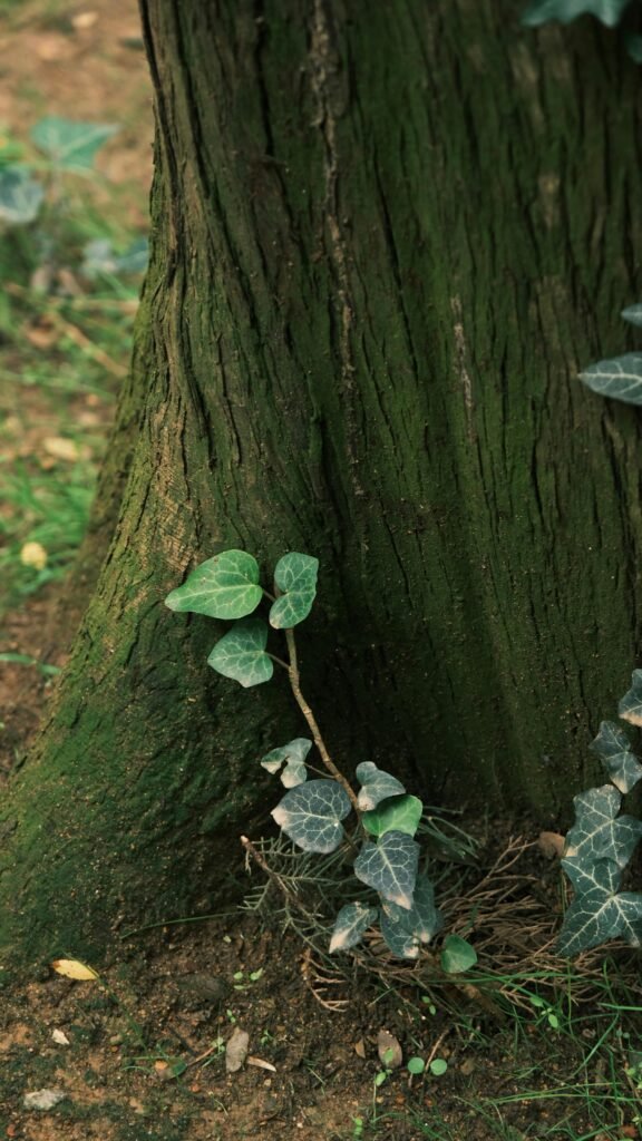 Detailed view of ivy growing on a tree trunk in a forest setting.