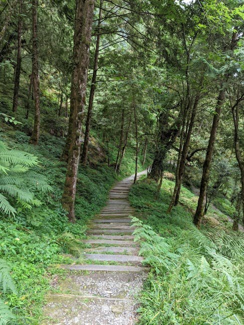 Explore the lush greenery along a peaceful forest path in Yilan County, Taiwan.