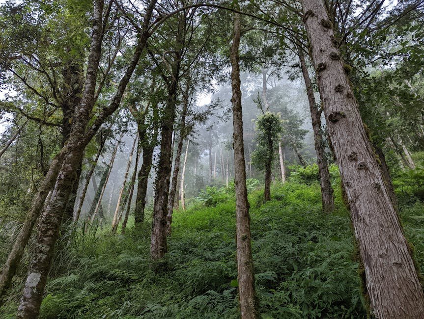 Explore the serene, misty forests of Yilan County, Taiwan, with towering trees and vibrant greenery.