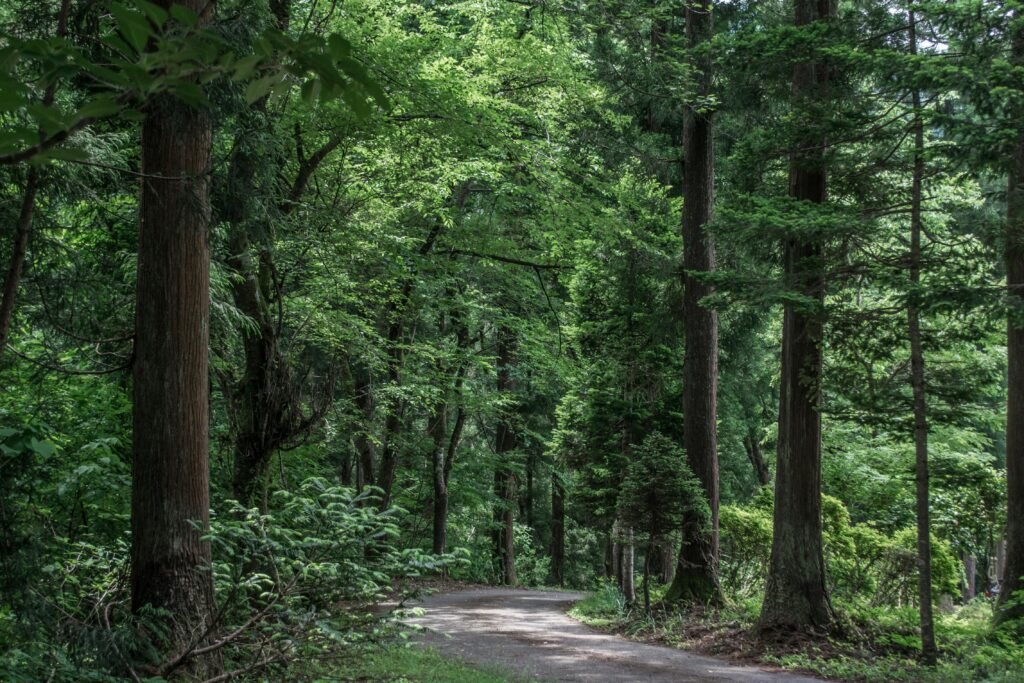 Explore this serene forest path in Niigata, Japan, surrounded by lush greenery and towering trees.