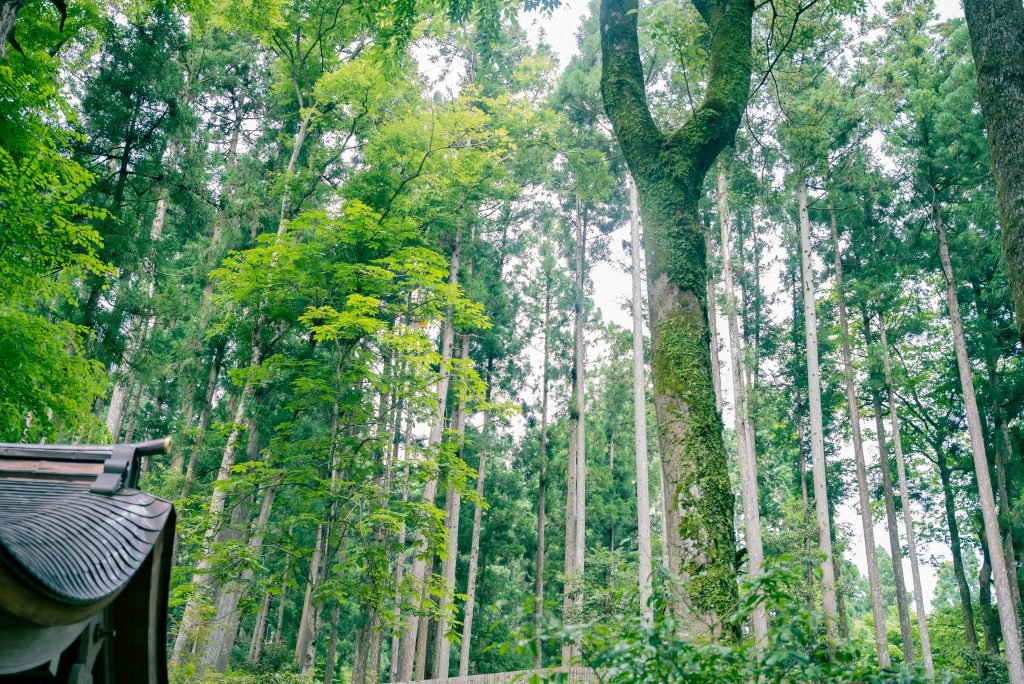 Peaceful forest landscape in Kyoto, featuring tall trees and traditional architectural elements.