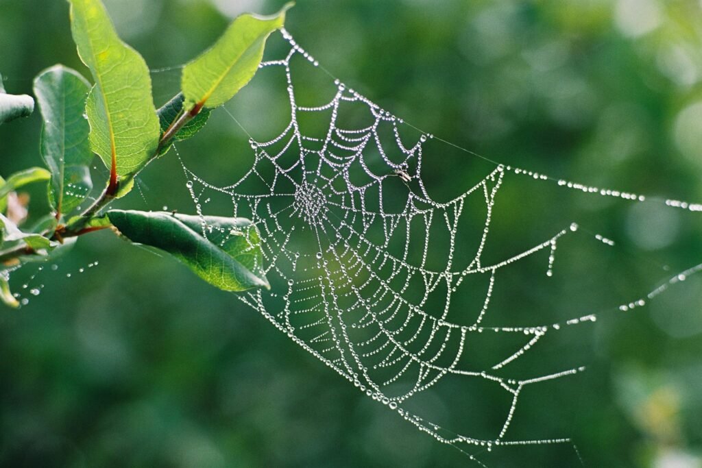 A close-up shot of a spider web adorned with dew drops in a lush green environment, captured outdoors.